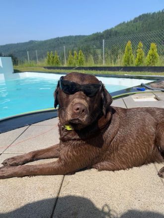 Wurfankündigung: Wunderschöne, rassetypische Labrador Retriever Welpen im Anmarsch!