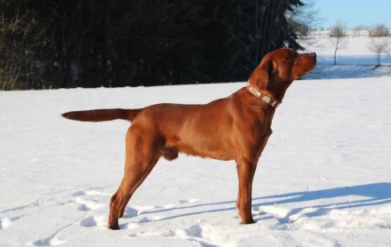 Wurfankündigung: Wunderschöne, rassetypische Labrador Retriever Welpen im Anmarsch!