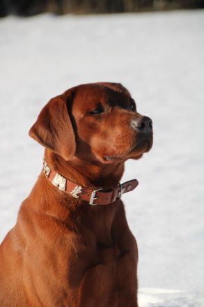 Wurfankündigung: Wunderschöne, rassetypische Labrador Retriever Welpen im Anmarsch!