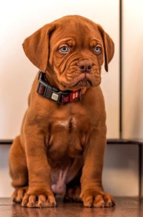 Bezaubernde Bordeauxdogge sucht ein neues Zuhause