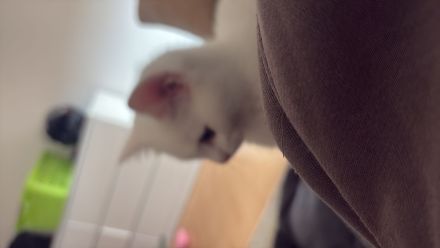 Katzen ekh-bkh