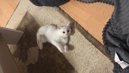 Katzen ekh-bkh