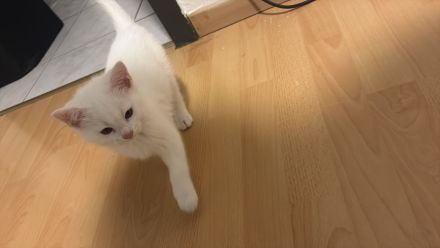 Katzen ekh-bkh
