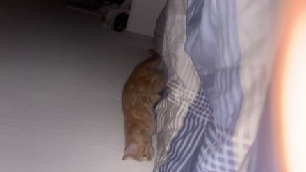 Katzen ekh-bkh
