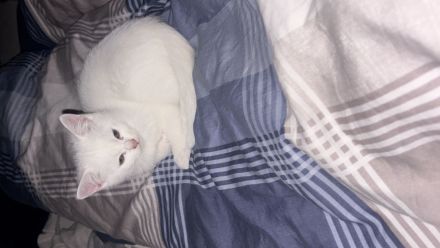 Katzen ekh-bkh