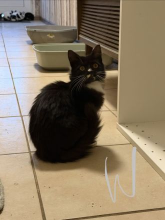 Junge Katze sucht neues Zuhause