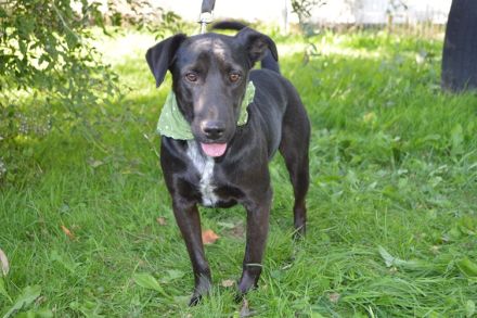 BRUNO, Mini-Labrador/Dackel Mix (kastriert) SGB 595,00 €