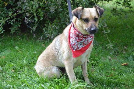 ASTRA, Pinscher Mischling (kastriert) SGB 625,00 €