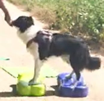 Gewaltfreies Tiertraining bei Hunde-Service Schenzer
