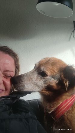 Gewaltfreies Tiertraining bei Hunde-Service Schenzer