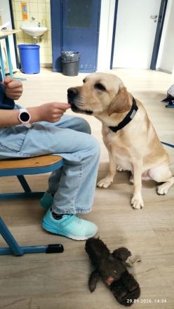 Gewaltfreies Tiertraining bei Hunde-Service Schenzer