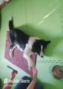 Gewaltfreies Tiertraining bei Hunde-Service Schenzer
