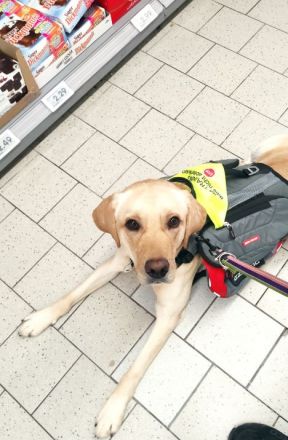 Gewaltfreies Tiertraining bei Hunde-Service Schenzer