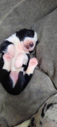 Gewaltfreies Tiertraining bei Hunde-Service Schenzer