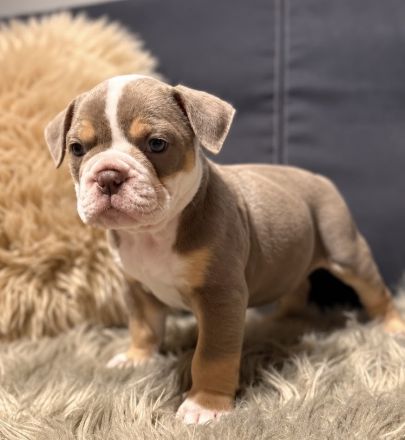 Old English Bulldog - Welpen