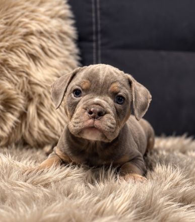 Old English Bulldog - Welpen