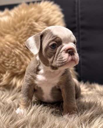 Old English Bulldog - Welpen