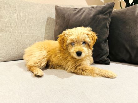 Malitpoo-Mischling Hündin 12 Wochen alt