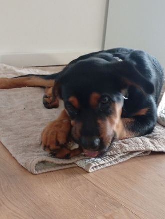 Rottweiler Schäferhund Mischling Hündin