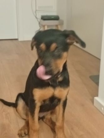 Rottweiler Schäferhund Mischling Hündin