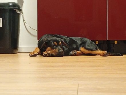 Rottweiler Schäferhund Mischling Hündin