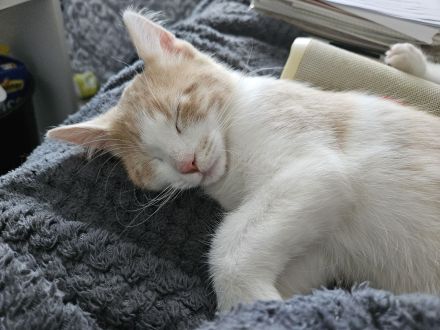 SÜSE KITTEN!