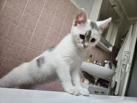 SÜSE KITTEN!