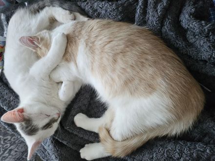 SÜSE KITTEN!