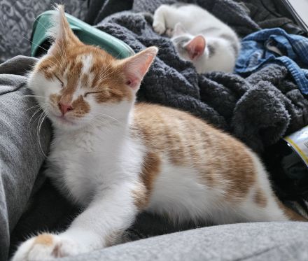 SÜSE KITTEN!