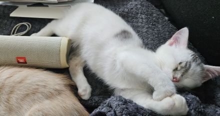 SÜSE KITTEN!