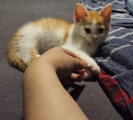 SÜSE KITTEN!
