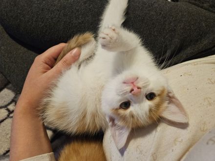 SÜSE KITTEN!
