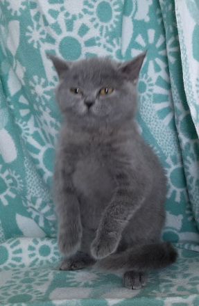 BKH Kitten noch 3 süße Damen