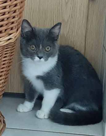 BKH Kitten noch 3 süße Damen