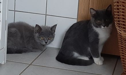 BKH Kitten noch 3 süße Damen