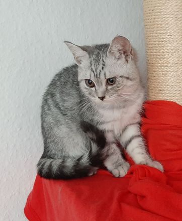 BKH Kitten noch 3 süße Damen