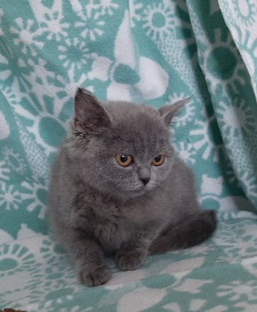 BKH Kitten noch 3 süße Damen