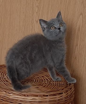 BKH Kitten noch 3 süße Damen