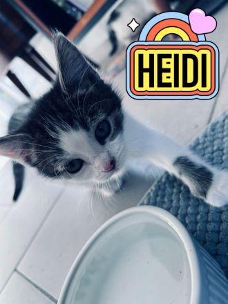 Jeweils 2 Paare EKH-Kitten abzugeben