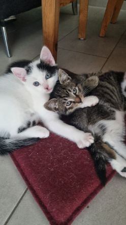 Jeweils 2 Paare EKH-Kitten abzugeben
