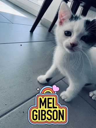 Jeweils 2 Paare EKH-Kitten abzugeben