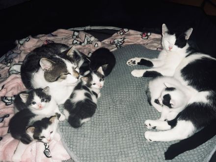 Jeweils 2 Paare EKH-Kitten abzugeben
