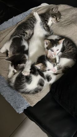 Jeweils 2 Paare EKH-Kitten abzugeben