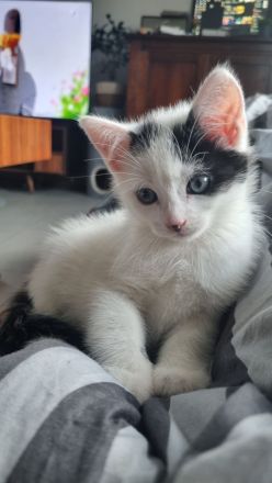 Jeweils 2 Paare EKH-Kitten abzugeben