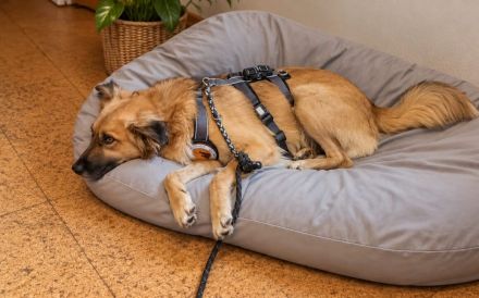 Roky sucht seine Familie