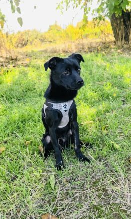 Blacky ein super liebes Kerlchen