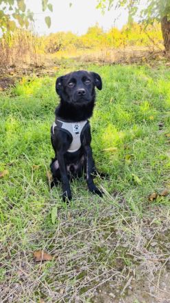 Blacky ein super liebes Kerlchen