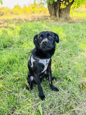 Blacky ein super liebes Kerlchen