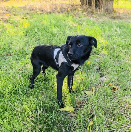 Blacky ein super liebes Kerlchen
