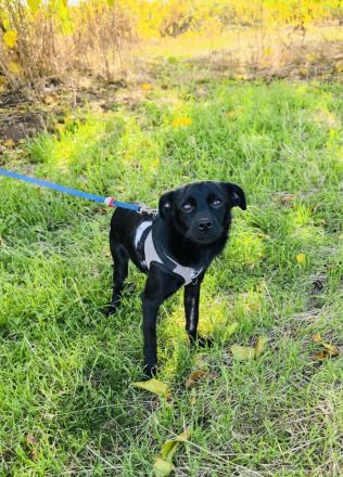 Blacky ein super liebes Kerlchen
